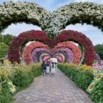 love heart shaped flowers in dubai miracle garden
