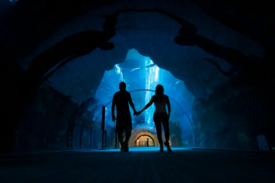 Dubai Aquarium & Underwater Zoo tunnel on a Dubai: Burj Khalifa (124/5) & Aquarium Tour + Transfer